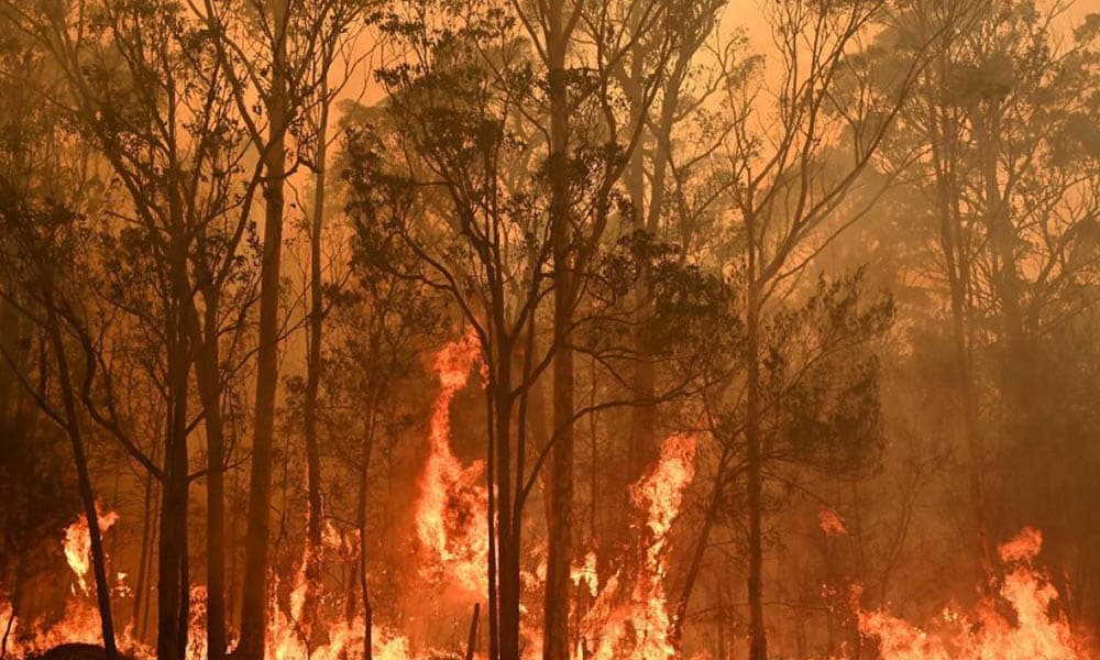 Forest Fire — Insurance Broker in The Entrance, NSW