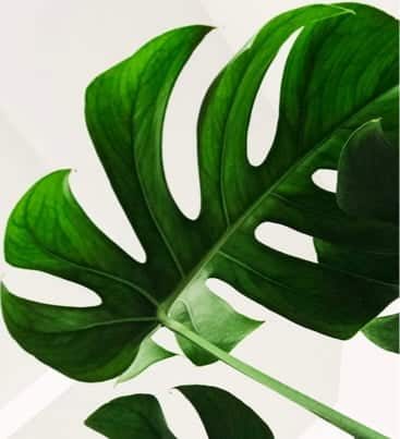 Indoor Plant — Insurance Broker in The Entrance, NSW